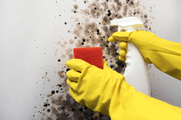 Best Black Mold Remediation in Maan, ND