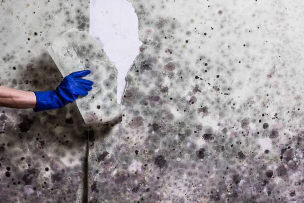 Best Mold Remediation for Schools in Maan, ND